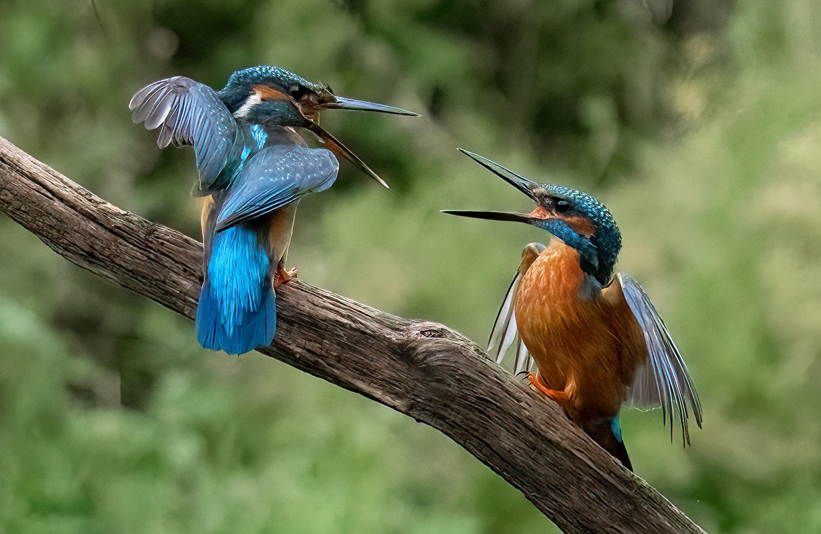Bob Thomas (England) Kingfisher Wars